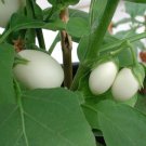 Thai White Garden Eggplant Seed White Egg Eggplant Garden Egg Eggplant