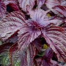 Korean Red Perilla Seed Red Shiso Red Beefsteak
