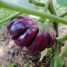 Large Purple Round Eggplant Seed