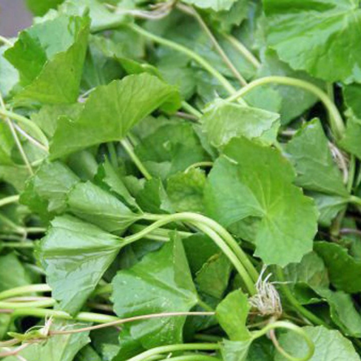 Pennywort Seed Gotu Kola Centella Asiatica Bai Boau Bok