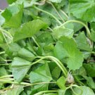 Pennywort Seed Gotu Kola Centella Asiatica Bai Boau Bok