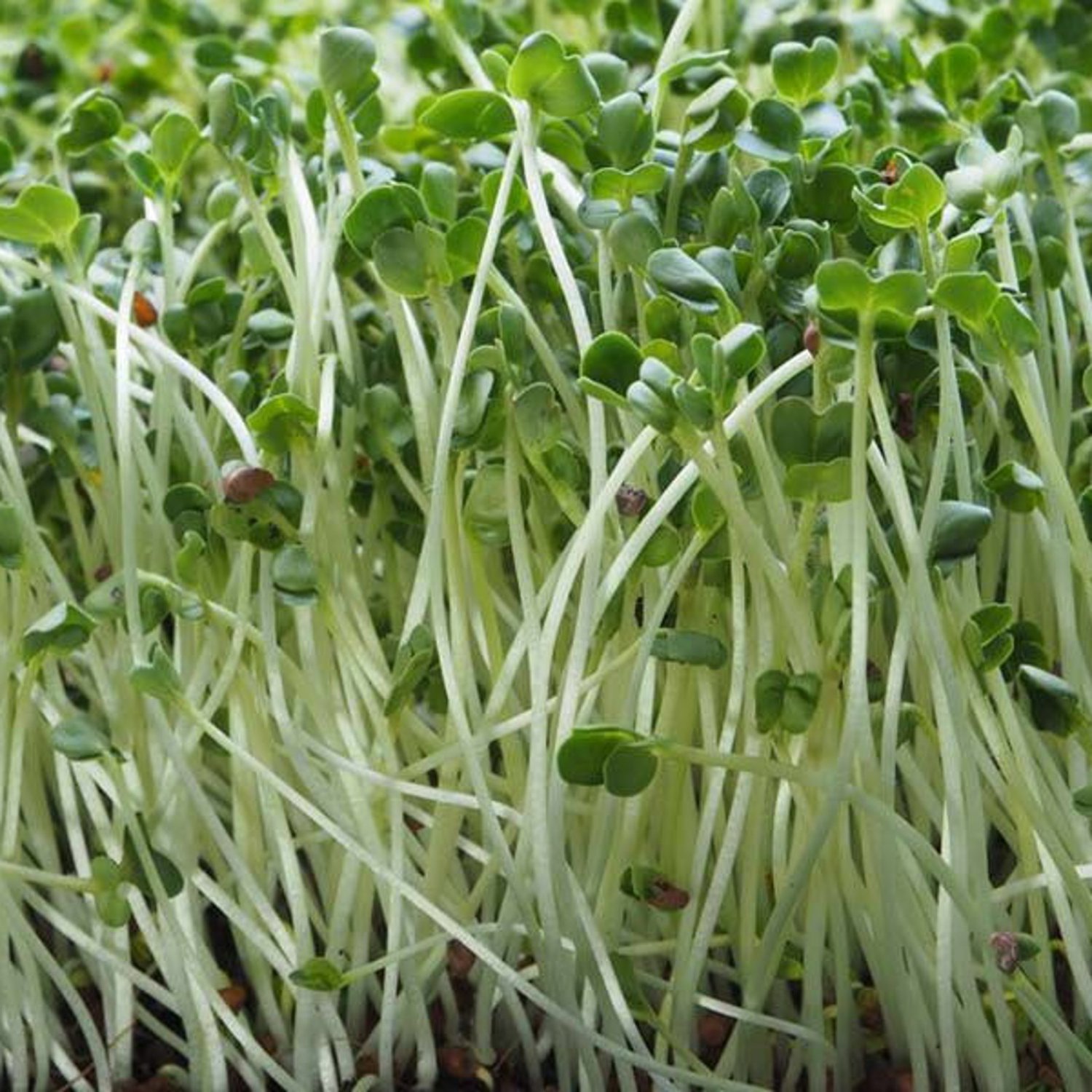 White Radish Microgreen Seed Kiware Seed