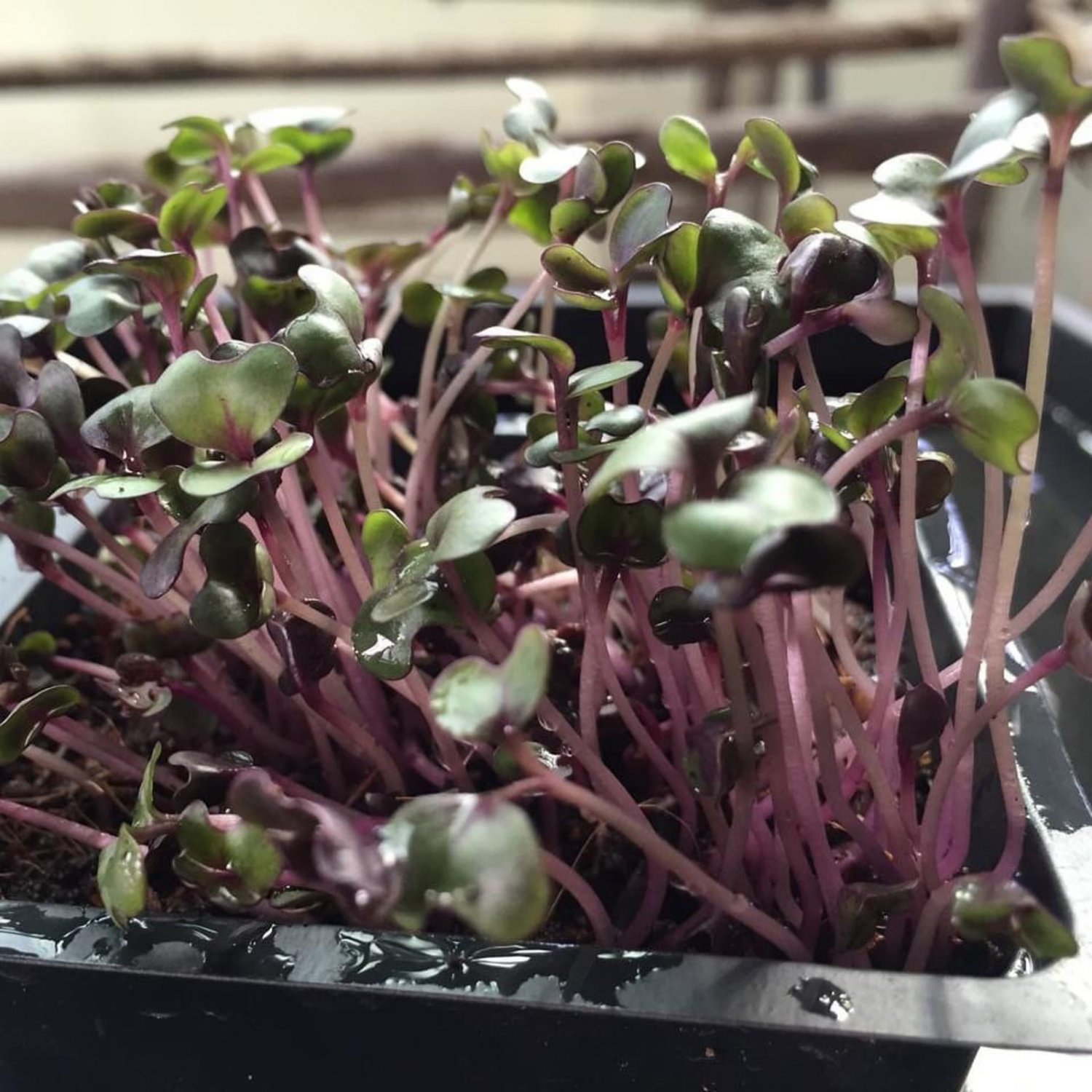 Red Cabbage Seed Microgreen