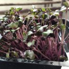 Red Cabbage Seed Microgreen