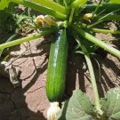 Green Zucchini Seed