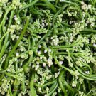 Large Flower Green Malabar Seed Green Ceylon Spinach Seed Large Flower