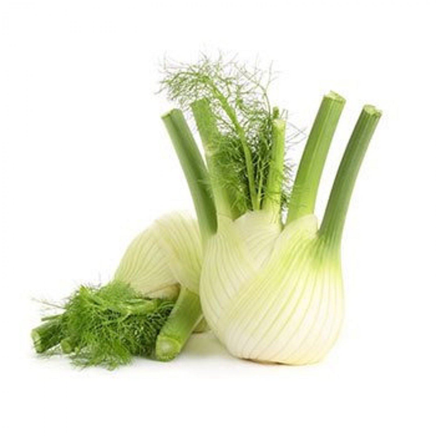 Florence Fennel Seed