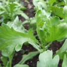 Garland Chrysanthemum Seed Tong Oh Round Leaf Garland Chrysanthemum Seed
