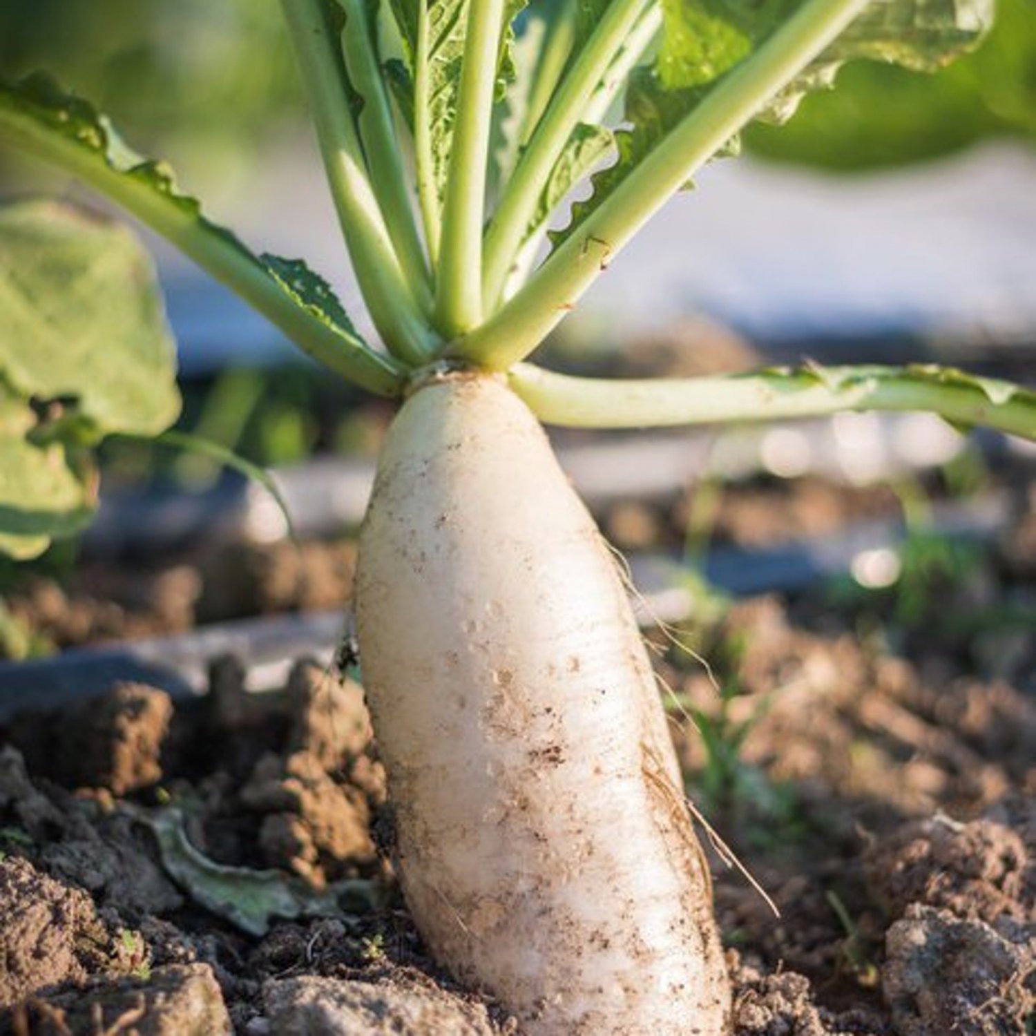 White Radish Seed White Icicle Radish Daikon Radish Seed 125 Seeds Per Pack