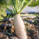 White Radish Seed White Icicle Radish Daikon Radish Seed 125 Seeds Per Pack