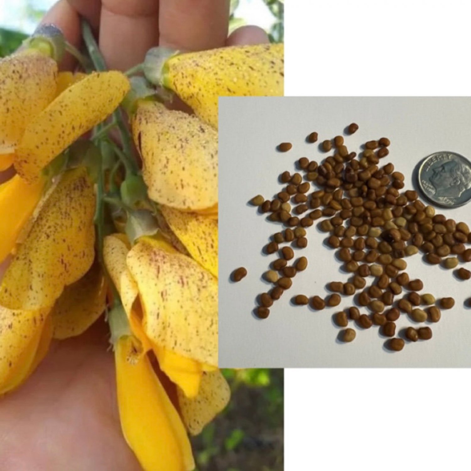 Sesbania Javanica Seed Large Flower Sano Kaset Seed