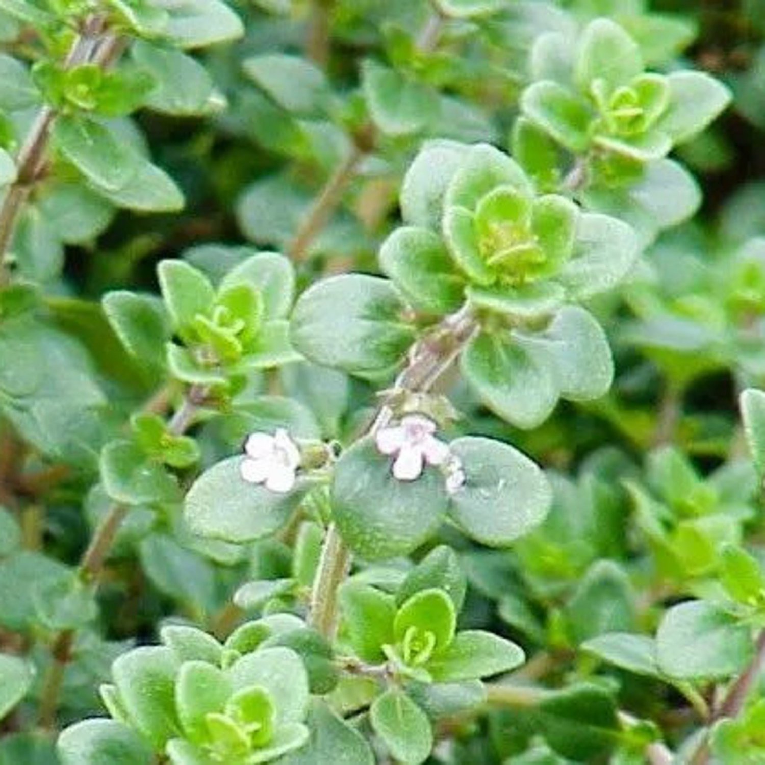 Thyme Seed