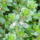 Thyme Seed