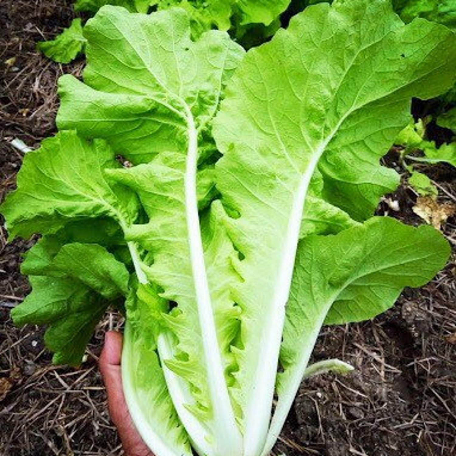 Tokyo Bekana Loose Head Chinese Cabbage Seeds Pak Gad Khao Yai Seeds