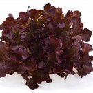 Red Oak Lettuce Seed