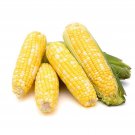 Golden 2 Tone Sweet Corn Seed