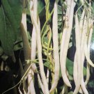 Theparat No.1 Pole Bean Seed Golden Wax Pole Bean Seed Var. Theparat No.1 Pole