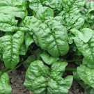 Italian Spinach Seed Big Leaf Spinach Seed