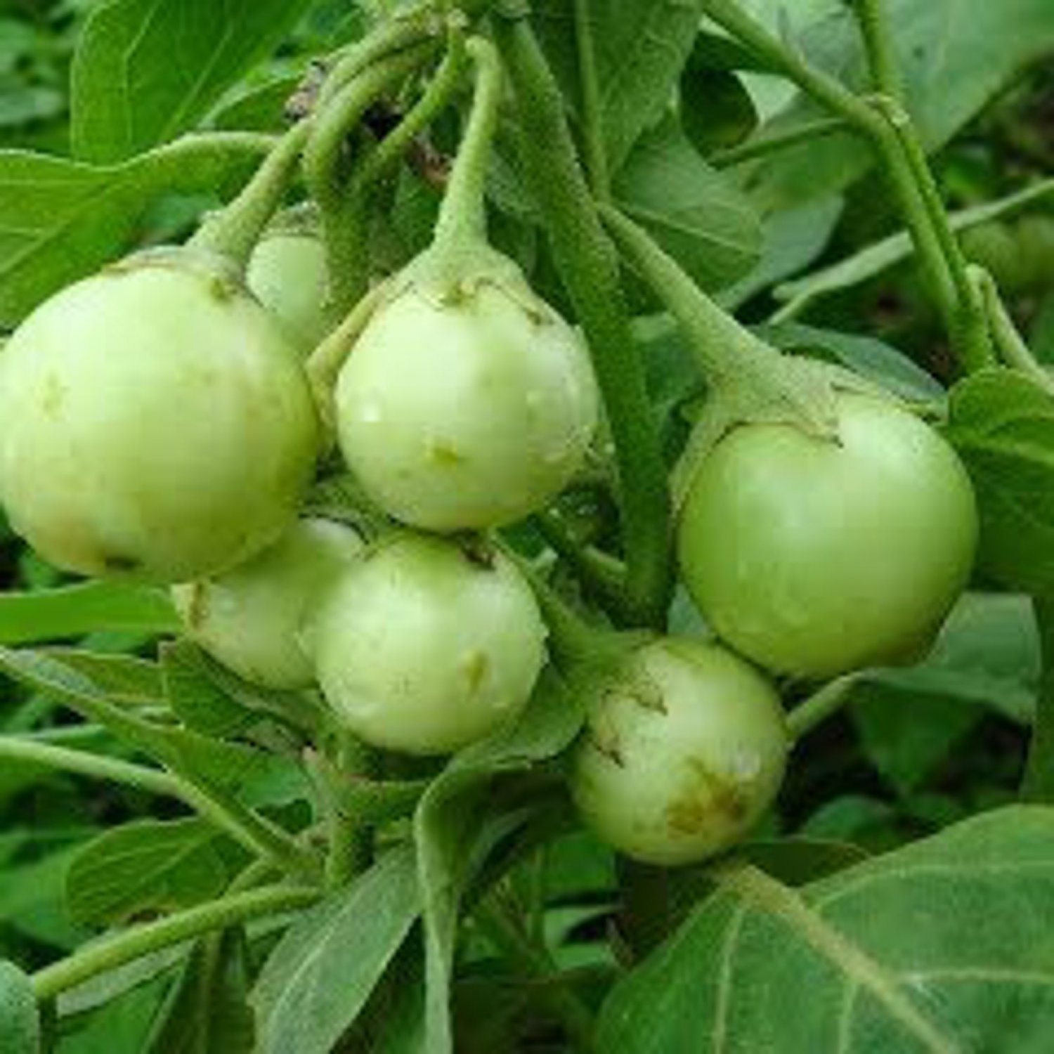 Thai Mini Round Eggplant Seed 25 Seeds Ma Keua Tor Lea