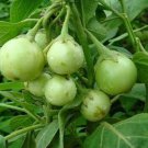 Thai Mini Round Eggplant Seed 25 Seeds Ma Keua Tor Lea