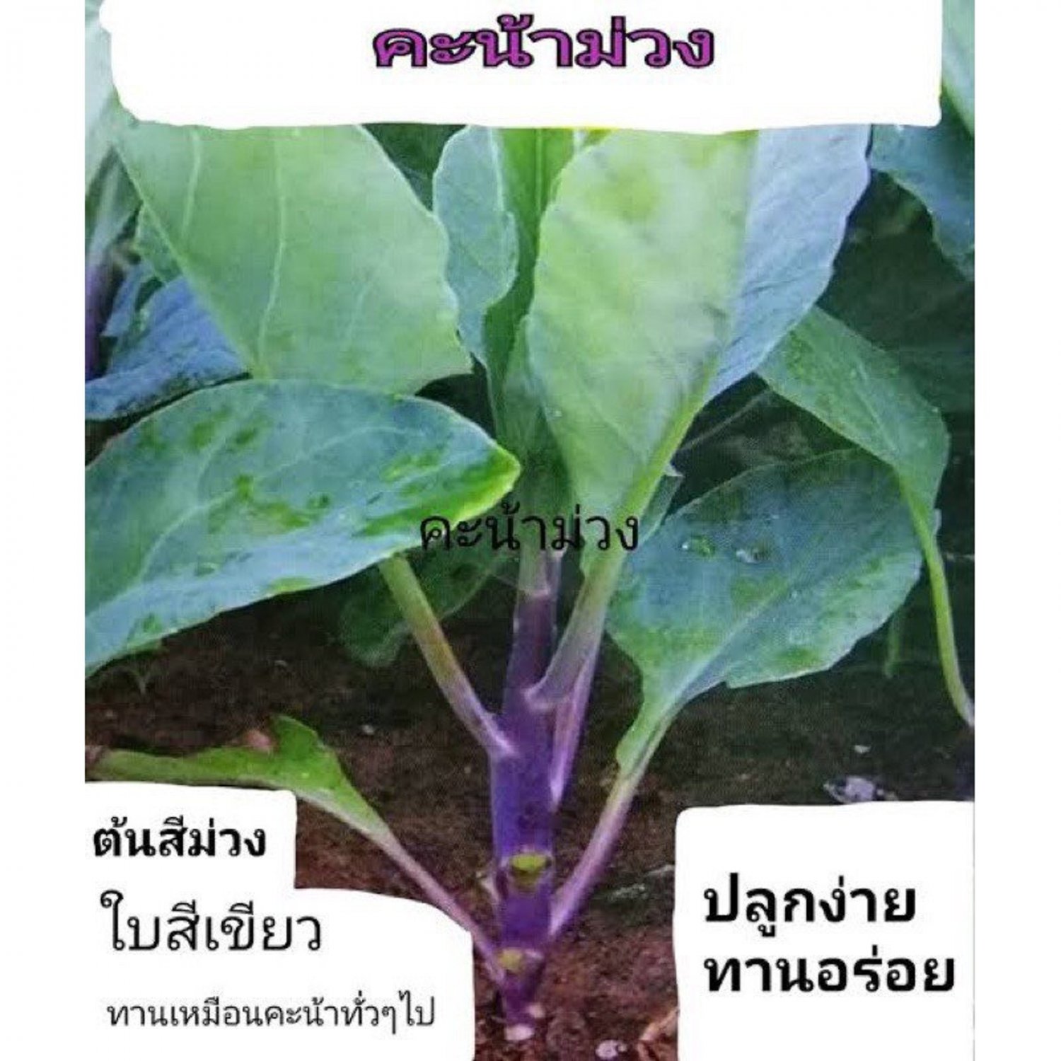Purple Chinese Kale Seed Op