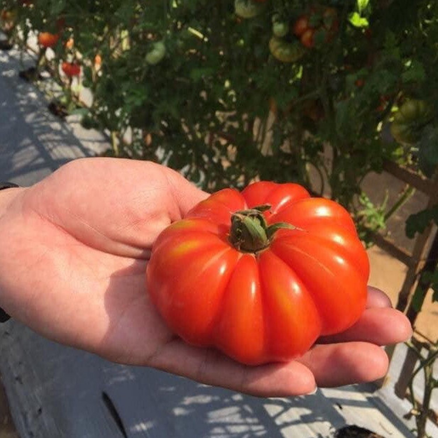 Pay Thai Pumpkin Tomato Seed