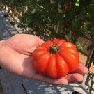 Pay Thai Pumpkin Tomato Seed