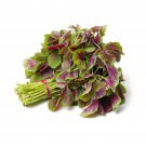 Red Striped Amaranth Seed Yin Choi Chinese Spinach