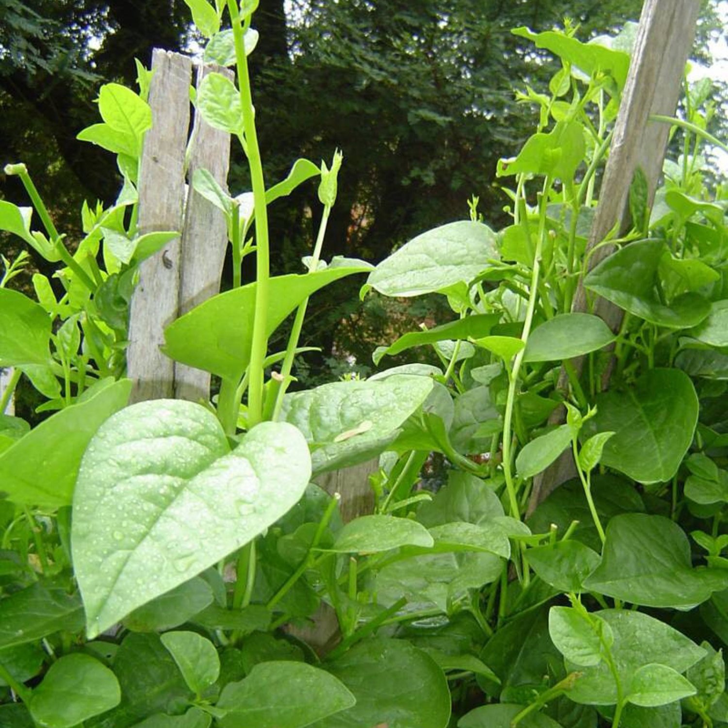Malabar Spinach Seeds Green
