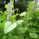 Malabar Spinach Seeds Green
