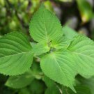 Korean Perilla Frutescens Green