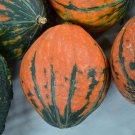 Lakota Winter Squash Seeds Vegetable Seeds Lakota Sioux Rare Seed Seeds Packet