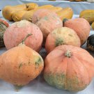 Hidatsa Winter Squash Seeds Vegetable Seeds American Rare Seed
