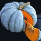 Jarrahdale Pumpkin Winter Squash Seeds Vegetable Seeds Seed Packets Blue