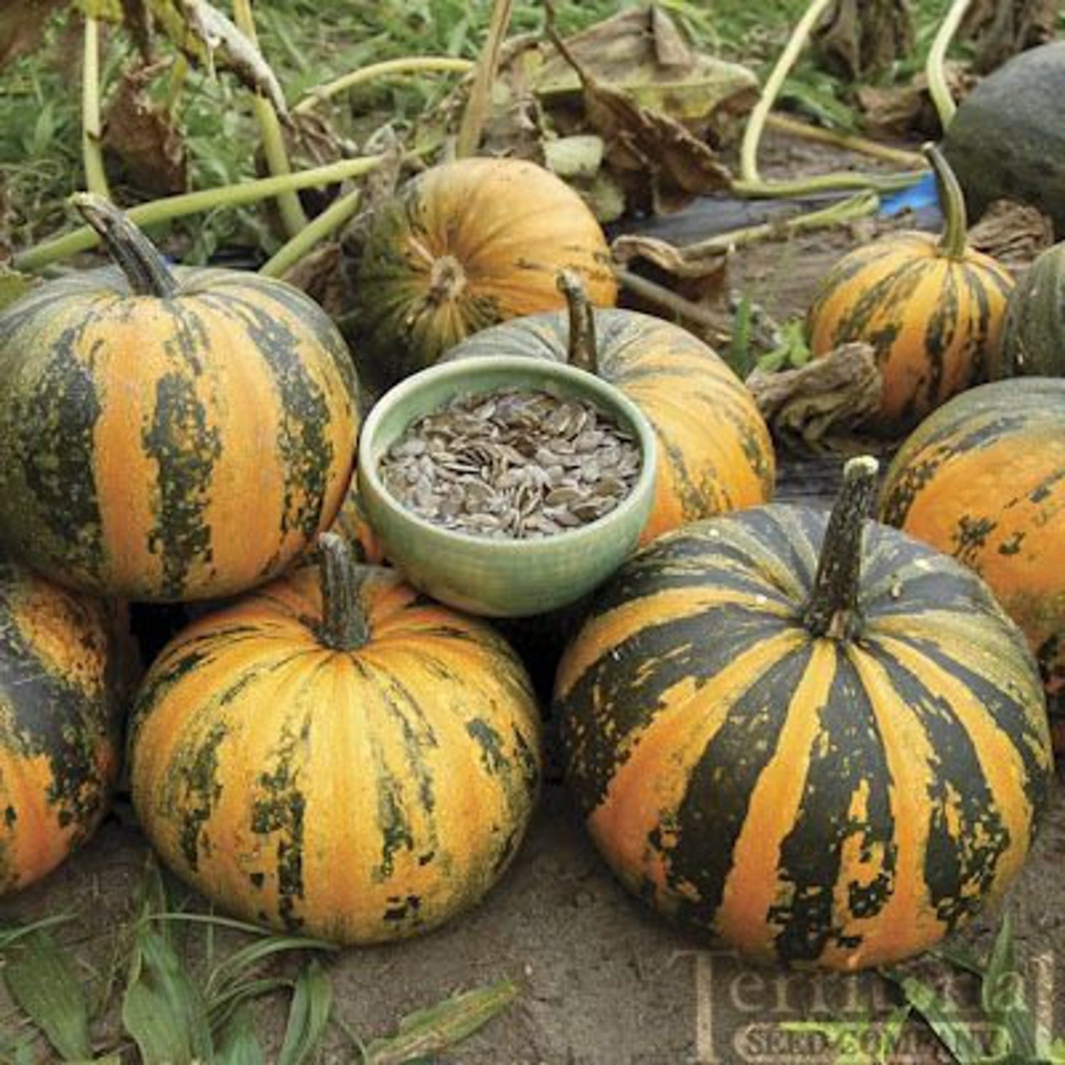 Kakai Styrian Pumpkin Winter Squash Seeds Vegetable Seeds Seed Packet Hulless