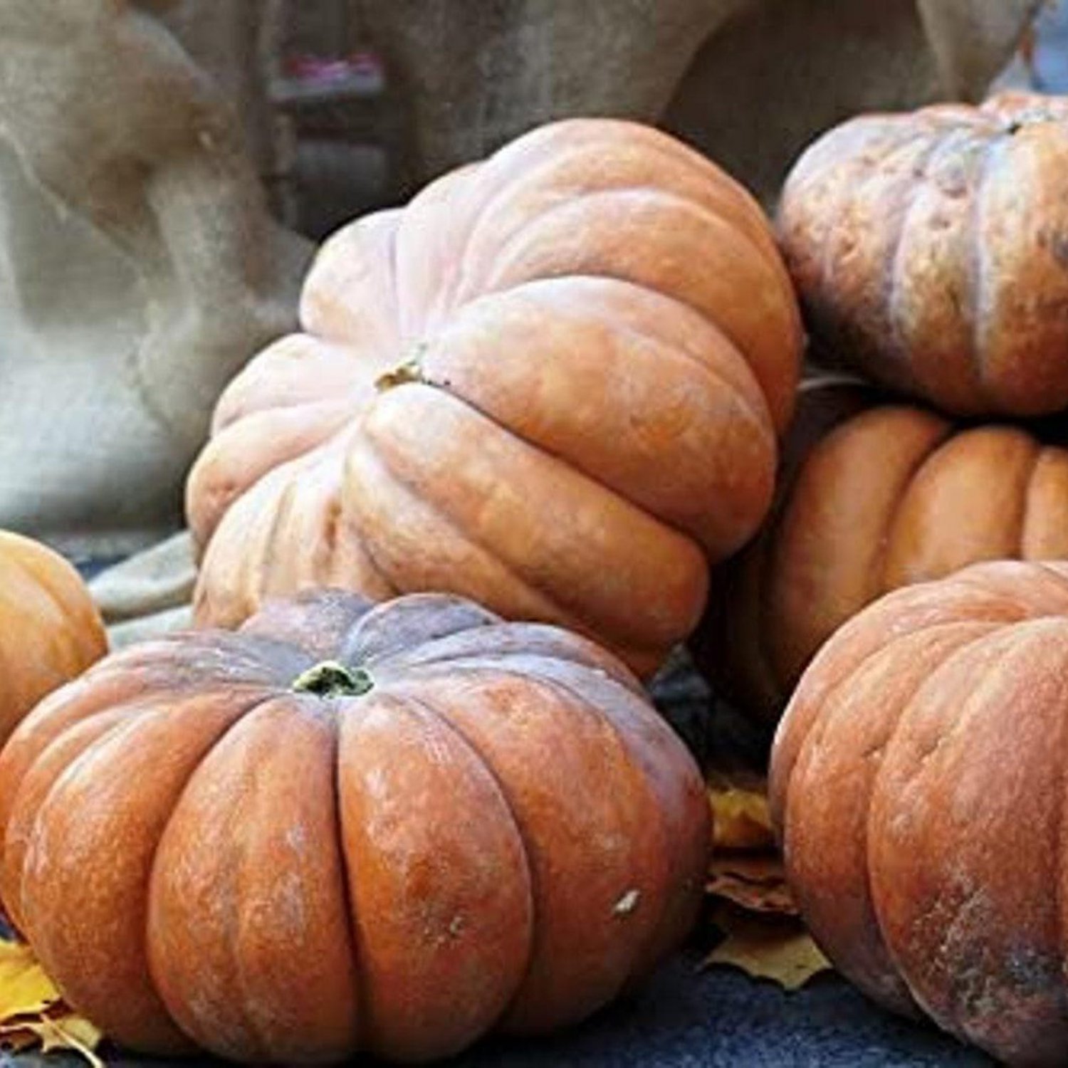 Calabaza De Castilla Winter Squash Seeds Vegetable Seeds Seed Packets