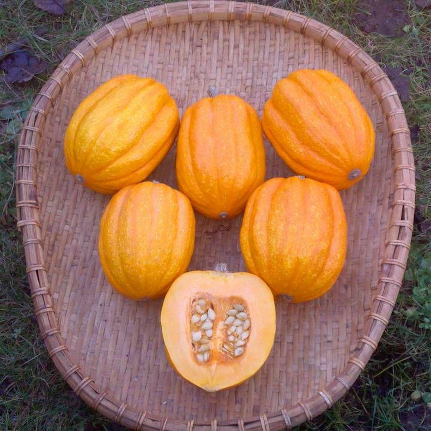 Gill&acirc;��S Golden Pippin Acorn Winter Squash Seeds Seed Packets Perfect Single Serving Size
