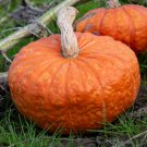 Moore Gold Winter Squash Seeds Vegetable Seeds Seed Packets Improved Buttercup