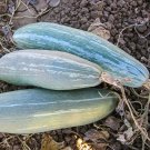 Sibley Winter Squash Seeds Vegetable Seeds Seed Packets