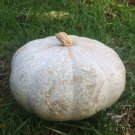 Oregon Homestead Sweet Meat Winter Squash Seeds Vegetable Seeds Seed Packets