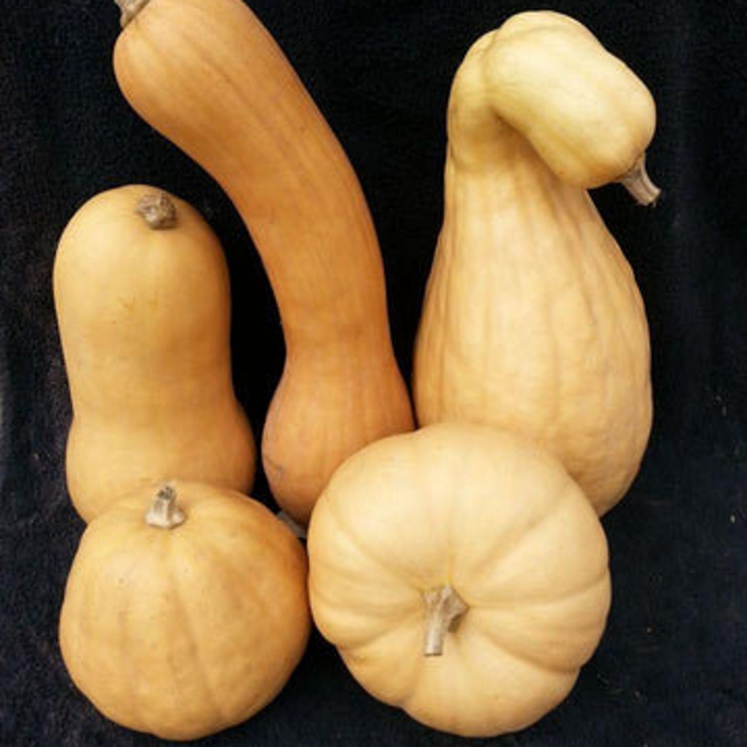 Lofthouse Landrace Moschata Butternut Winter Squash Seeds Vegetable Seeds