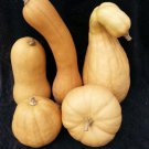 Lofthouse Landrace Moschata Butternut Winter Squash Seeds Vegetable Seeds