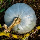 Hungarian Blue Winter Squash Seeds Vegetable Seeds Seed Packets Rare Hard To Find
