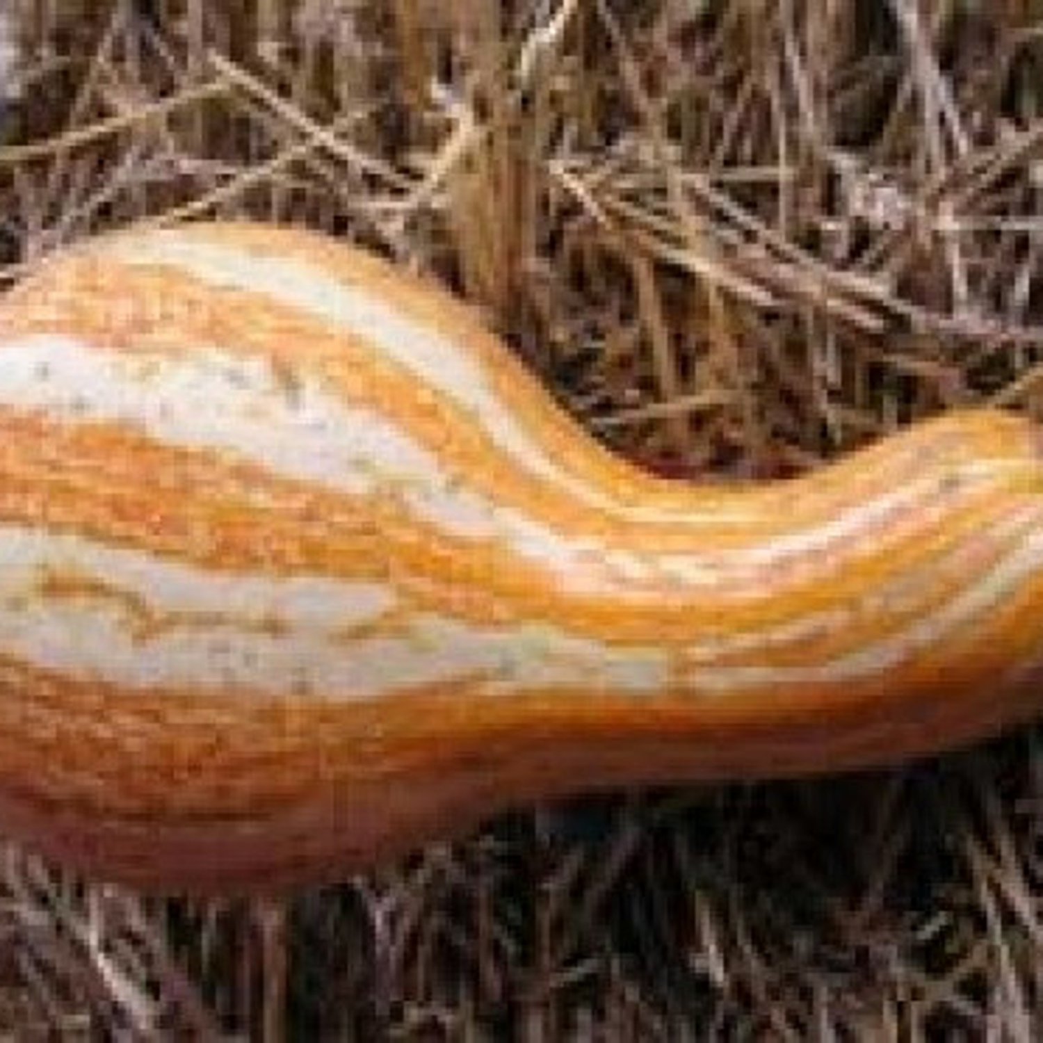 Orange Cushaw Winter Squash Pumpkin Seeds Vegetable Seeds Seed