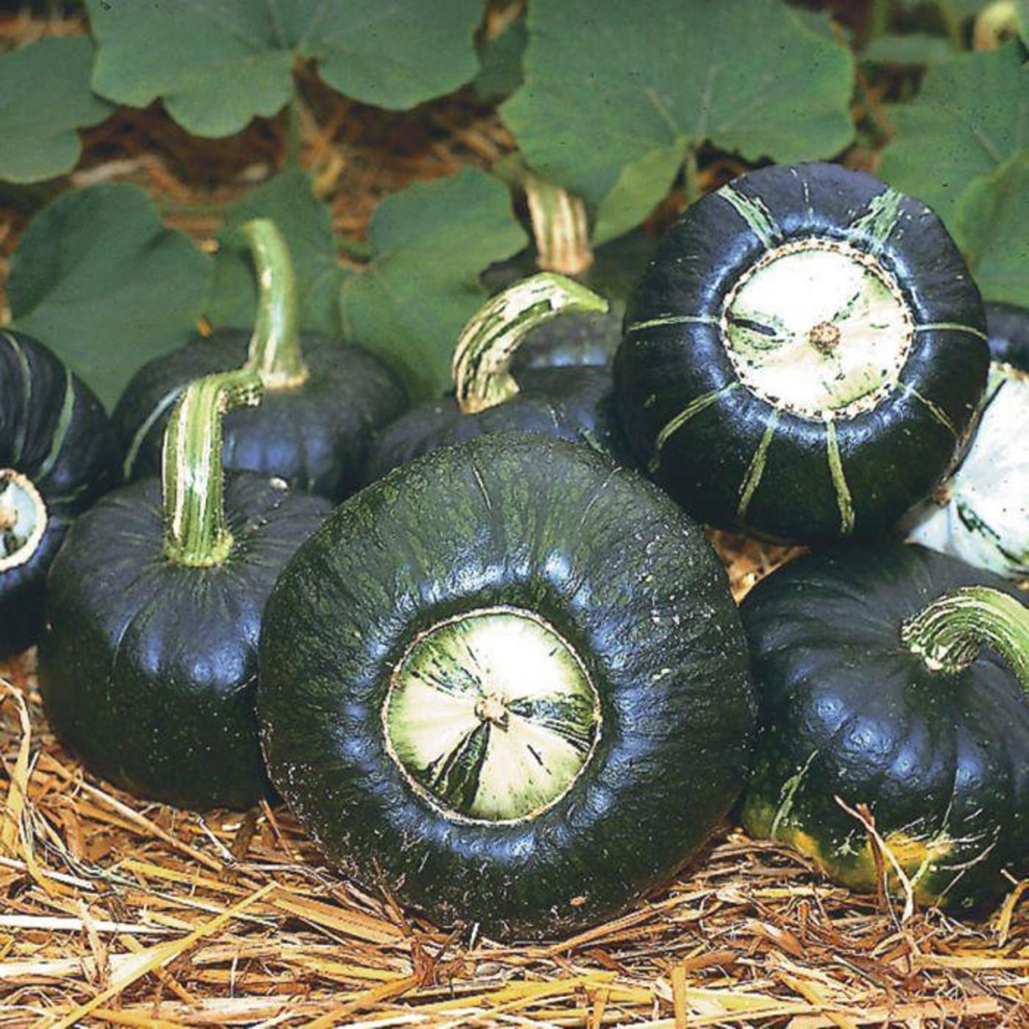 Burgess Buttercup Winter Squash Seeds Vegetable Seeds Seed Packets