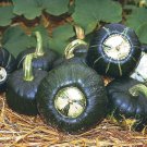 Burgess Buttercup Winter Squash Seeds Vegetable Seeds Seed Packets