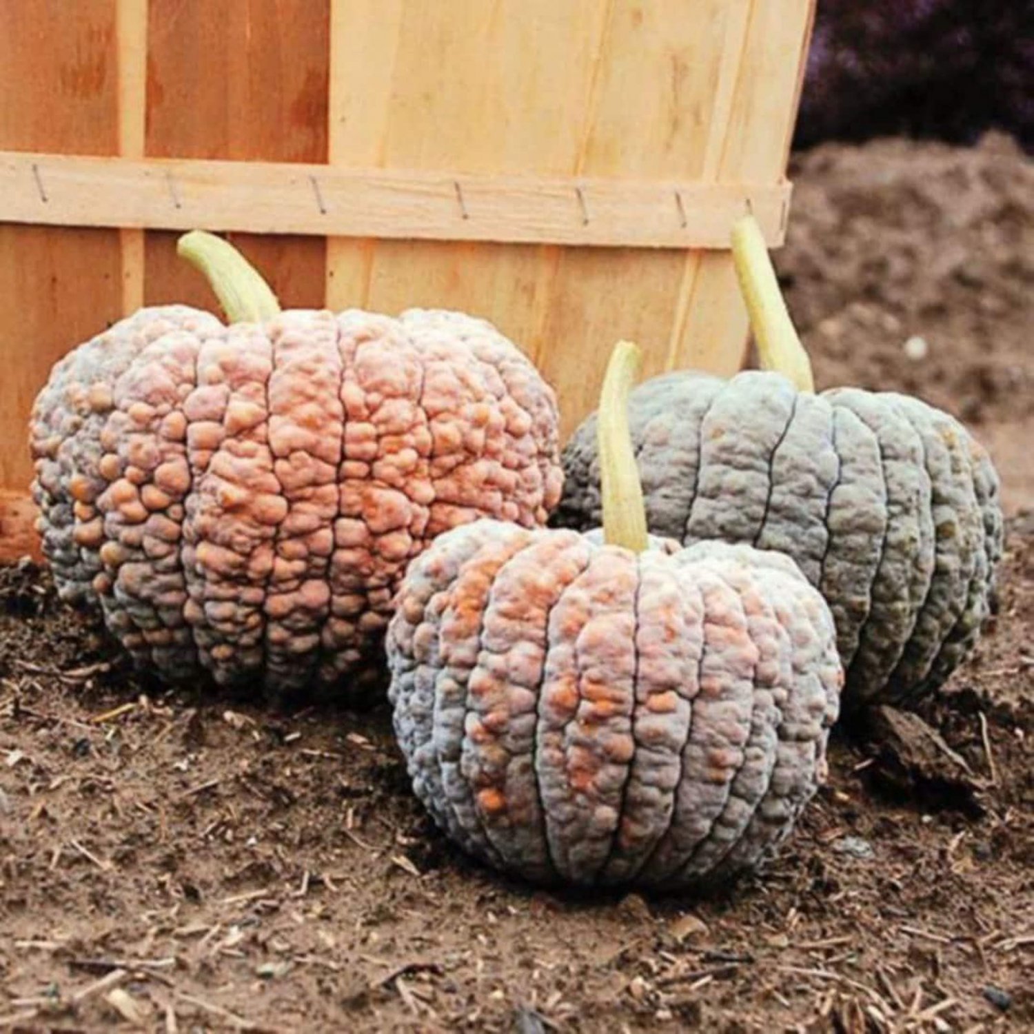 Black Futsu Winter Squash Seeds Vegetable Seeds Seed Packets Japanese