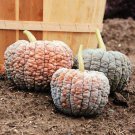 Black Futsu Winter Squash Seeds Vegetable Seeds Seed Packets Japanese