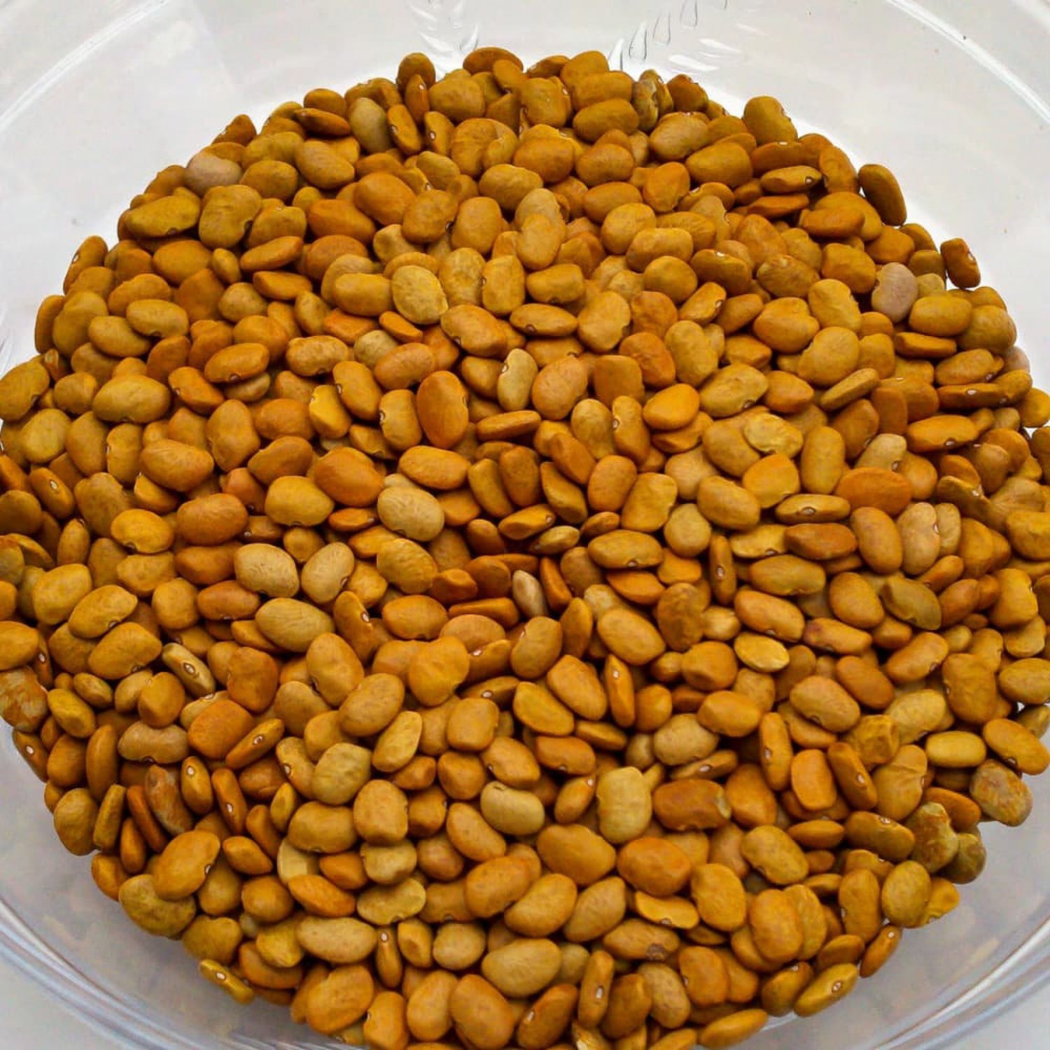 Brown Tepary Bush Bean 60 Seeds Vegetable Seeds Seed Packets