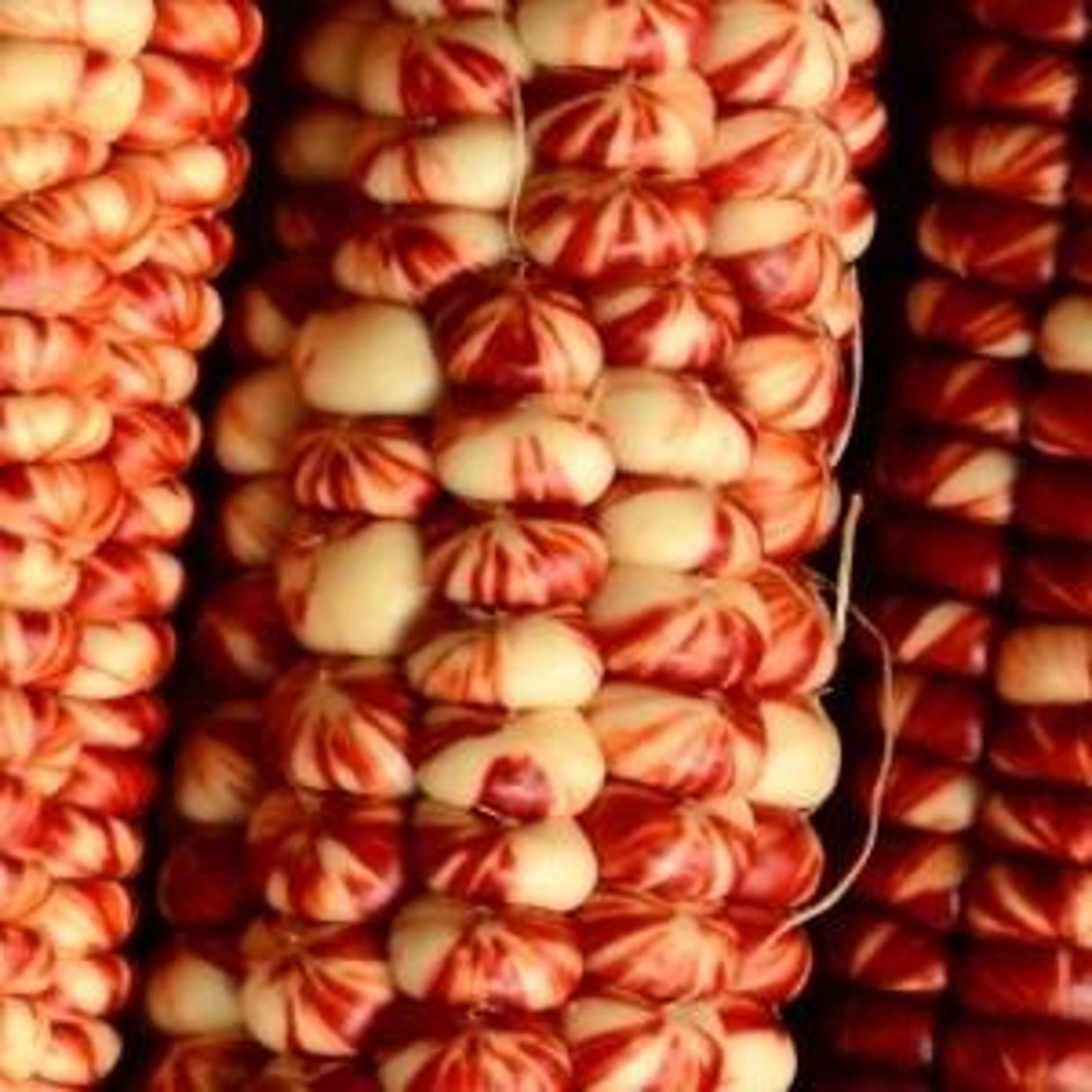 Parching Starburst Manna Flour Corn Seeds Vegetable Seeds Seed Packets